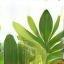Sustainable, eco-friendly wood and natural finishes used